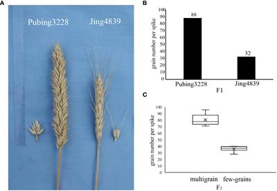 Identification of molecular markers and candidate regions associated with grain number per spike in Pubing3228 using SLAF-BSA